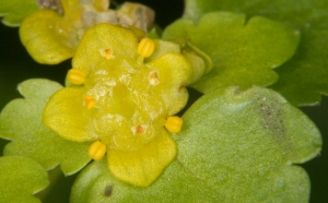 Wechselblättriges Milzkraut (Chrysosplenium alternifolium)